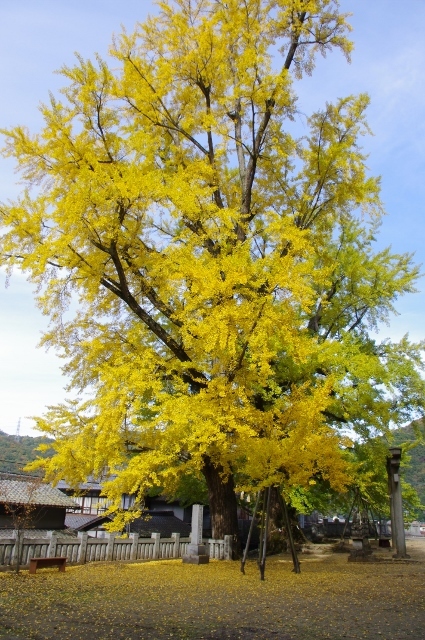 岩部八幡神社のイチョウの木