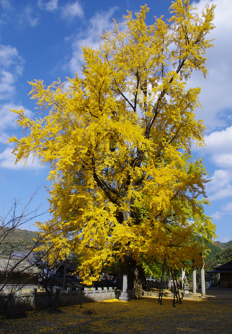 岩部のイチョウ